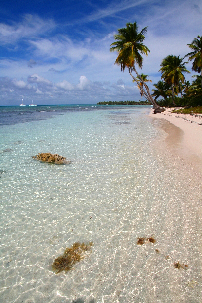 Strand mit Palme