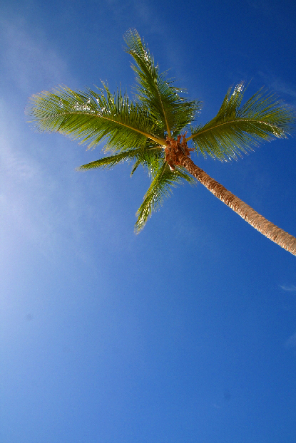 Palme gegen Sonne