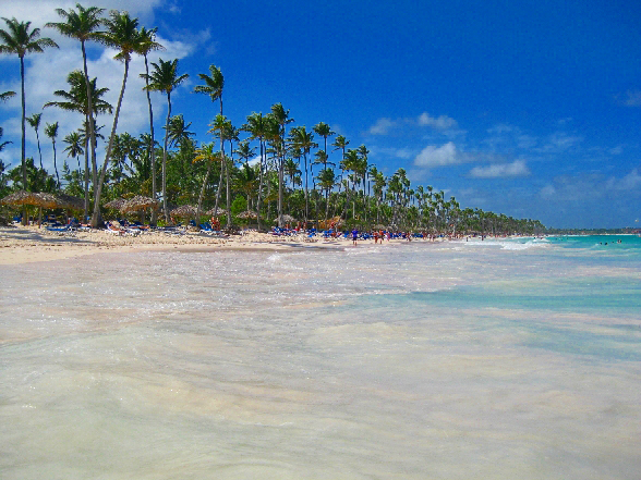 Kokospalmen in Punta Cana