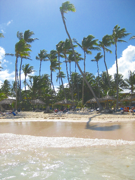 Palmenwald in Punta Cana